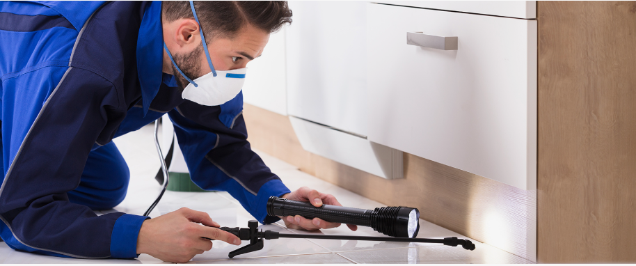 Angleton pest xpert removal
